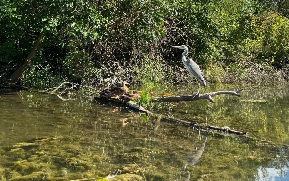 Graureiher in einer Flusslandschaft